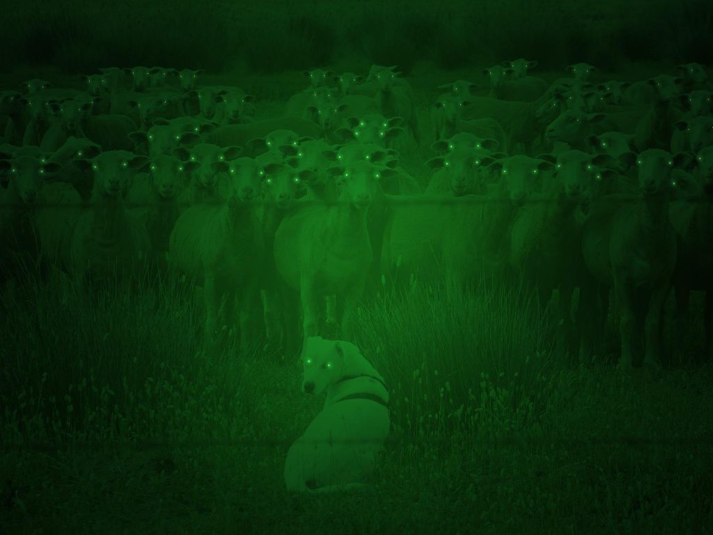 An infrared view of a animals seen through a night drone